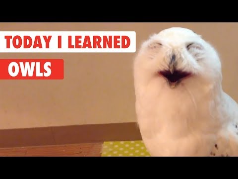 Today I Learned | Owls Facts - UCPIvT-zcQl2H0vabdXJGcpg