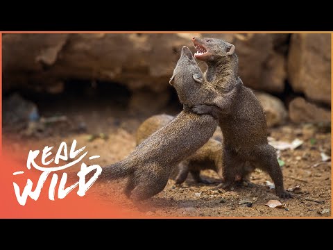 Bandits Of Selous [Mongoose Documentary] | Real Wild - UCbq-4OJxnziD3awH-aTezeA