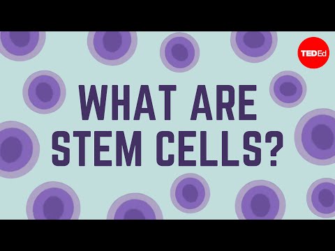 What are stem cells? - Craig A. Kohn - UCsooa4yRKGN_zEE8iknghZA