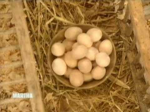 Martha's Hens | Martha Stewart - UC6JBm9OAkpI6NUBV_NsLxTA