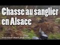 Chasse sanglier en Alsace