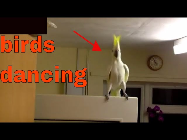 Birds Dancing to Classical Music is the Best Thing Ever