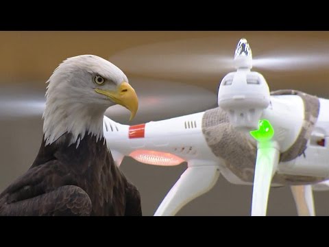 Tomorrow Daily - Drone-snatching eagles ready to stop illegal flights, Ep. 307 - UCOmcA3f_RrH6b9NmcNa4tdg