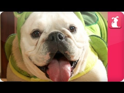 Rescued Bulldog Lily Loves her Turtle Suit - Pet Sense - UCPIvT-zcQl2H0vabdXJGcpg