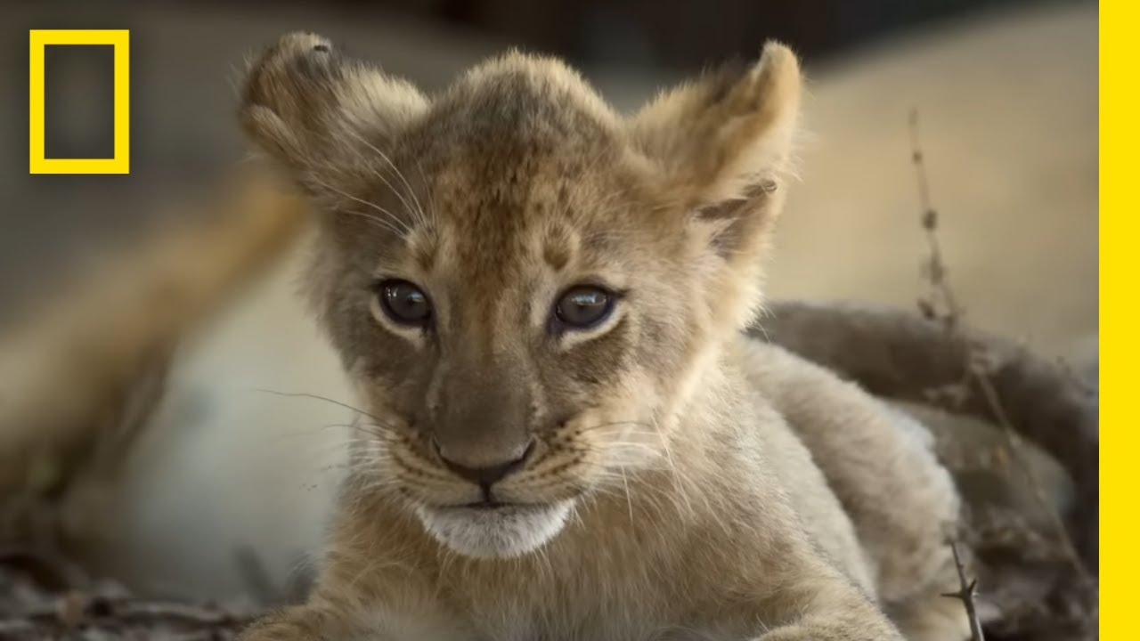 Catching Up with the Lion Cubs | Epic Adventures with Bertie Gregory on Disney+