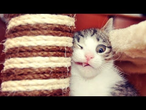 Funniest CAT VIDEOS make this TRY NOT TO LAUGH challenge IMPOSSIBLE! - Funny CAT compilation - UC9obdDRxQkmn_4YpcBMTYLw