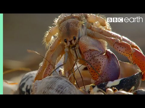 Amazing Crabs Shell Exchange | Life Story | BBC - UCwmZiChSryoWQCZMIQezgTg