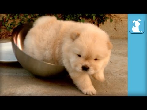Top 10 Fluffiest Chow Puppy Moments - Puppy Love - UCPIvT-zcQl2H0vabdXJGcpg