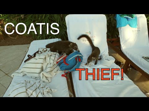 Coatis Thief! - UCTs-d2DgyuJVRICivxe2Ktg