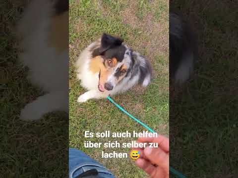 Hundetraining ist immer spaß zuhaben auch bei der leinenführigkeit #hundetraining #leinenführigkeit