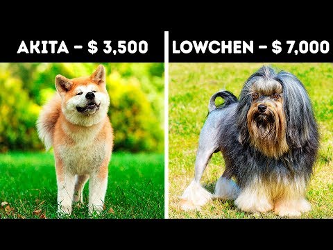 20 Expensive Dogs Only 1% Can Afford - UC4rlAVgAK0SGk-yTfe48Qpw
