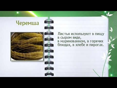 Кулинарная энциклопедия - Черемша - UC7XBjhXnmmXFsxmnys9PmDQ