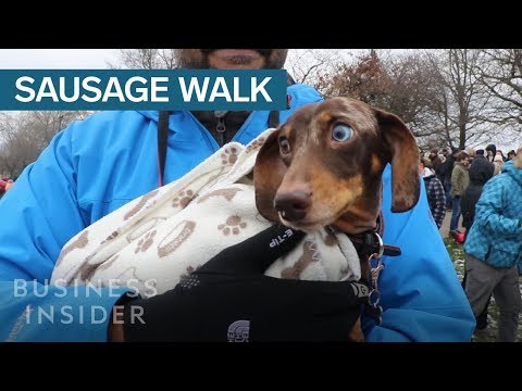 1,000 Dachshunds Gathered For A Mass Walk In London - UCcyq283he07B7_KUX07mmtA