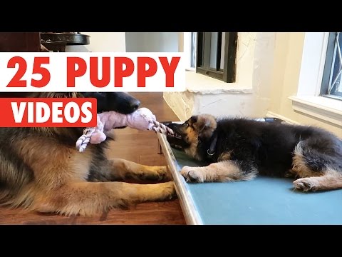 25 Cute Puppy Videos Compilation 2017 - UCPIvT-zcQl2H0vabdXJGcpg