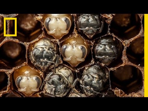 Amazing Time-Lapse: Bees Hatch Before Your Eyes - UCpVm7bg6pXKo1Pr6k5kxG9A