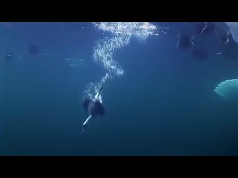 Ducks diving for mussels | Planet Earth | BBC - UCwmZiChSryoWQCZMIQezgTg