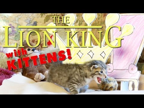 The Lion King (Cute Kitten Version) - UCPIvT-zcQl2H0vabdXJGcpg