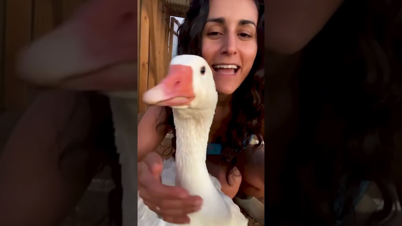 Woman Has A "Guard-Goose" | The Dodo