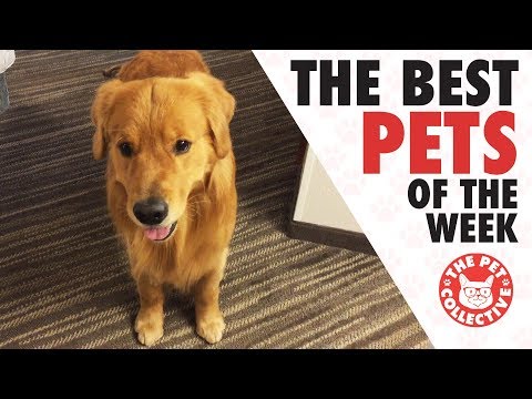 Best Pets of the Week Video Compilation | August 2017 - UCPIvT-zcQl2H0vabdXJGcpg