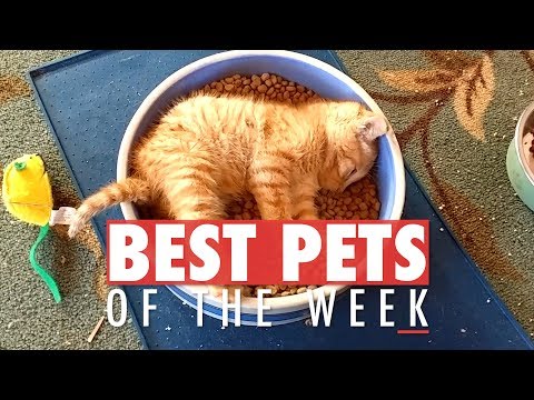 Best Pets of the Week | December 2017 Week 3 - UCPIvT-zcQl2H0vabdXJGcpg