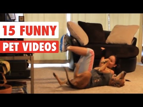 15 Funny Pets | Awesome Pet Videos Compilation 2017 - UCPIvT-zcQl2H0vabdXJGcpg