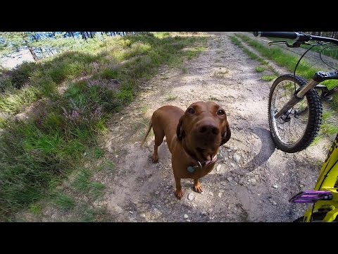 GoPro: Amber the Downhill Dog - UCqhnX4jA0A5paNd1v-zEysw