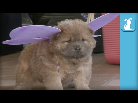 All The Cutest Chow Puppies Ever (Puppy Compilation) - Puppy Love - UCPIvT-zcQl2H0vabdXJGcpg