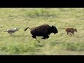 bison vs Loups