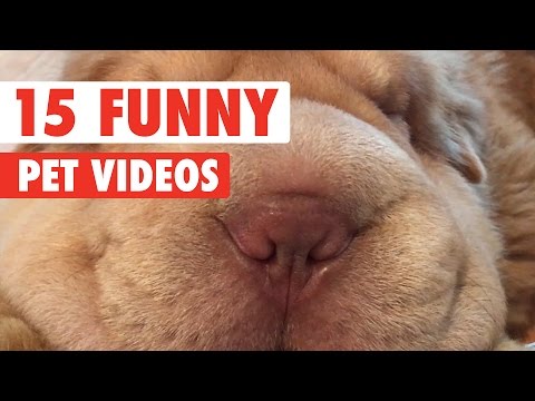 15 Funny Pet Videos Compilation 2017 - UCPIvT-zcQl2H0vabdXJGcpg