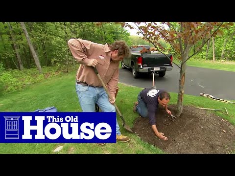 How to Properly Mulch Around a Tree | This Old House - UCUtWNBWbFL9We-cdXkiAuJA