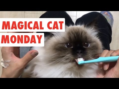 Magical Monday Cats | Funny Cat Video Compilation 2017 - UCPIvT-zcQl2H0vabdXJGcpg