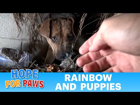 Hope For Paws: Homeless Pit Bull gives birth in a den during a massive rainstorm. SO MANY PUPPIES! - UCdu8QrpJd6rdHU9fHl8J01A