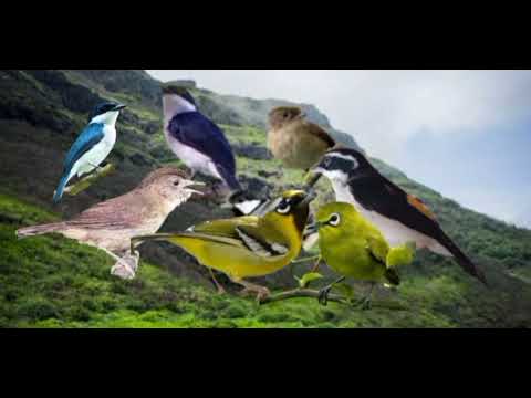 Suara pikat burung hutan, abringan_berkoloni ribut.