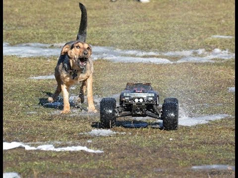 Dog vs Rc cars - UCmTxglWIunAi6t_ciyB0kkw