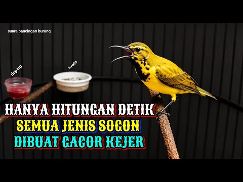 Hitungan detik gacor kejer‼️ Pancingan sogon agar bunyi dan emosi