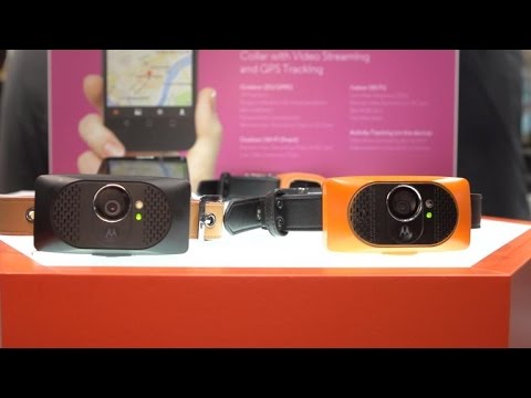 High-tech dog collar does bark notification and streaming video - UCOmcA3f_RrH6b9NmcNa4tdg