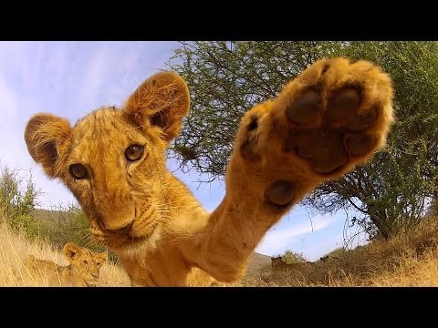 GoPro: Lion Cub Roar - TV Commercial - UCqhnX4jA0A5paNd1v-zEysw