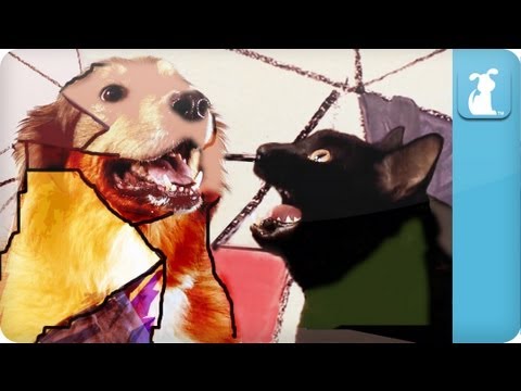Gotye Dog Parody - Somebody That I Used To Know - UCPIvT-zcQl2H0vabdXJGcpg