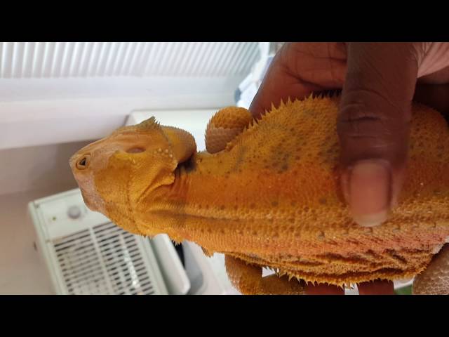 What Happens If A Bearded Dragon Gets Too Cold?