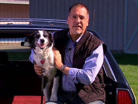 Smarter Driver: Tips on keeping your dog safe in the car - UCOmcA3f_RrH6b9NmcNa4tdg