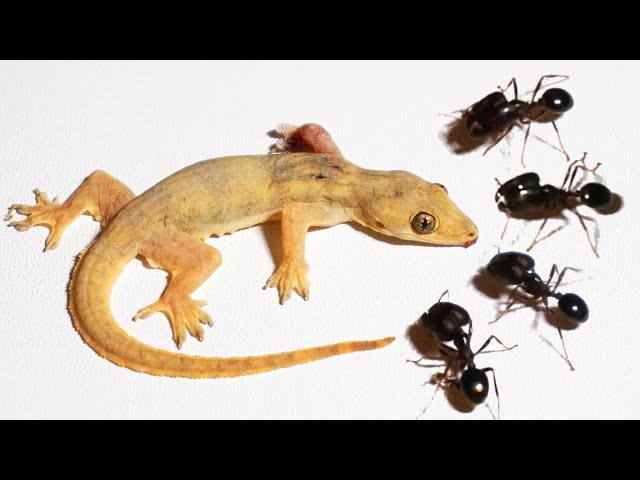 Do Geckos Eat Ants?