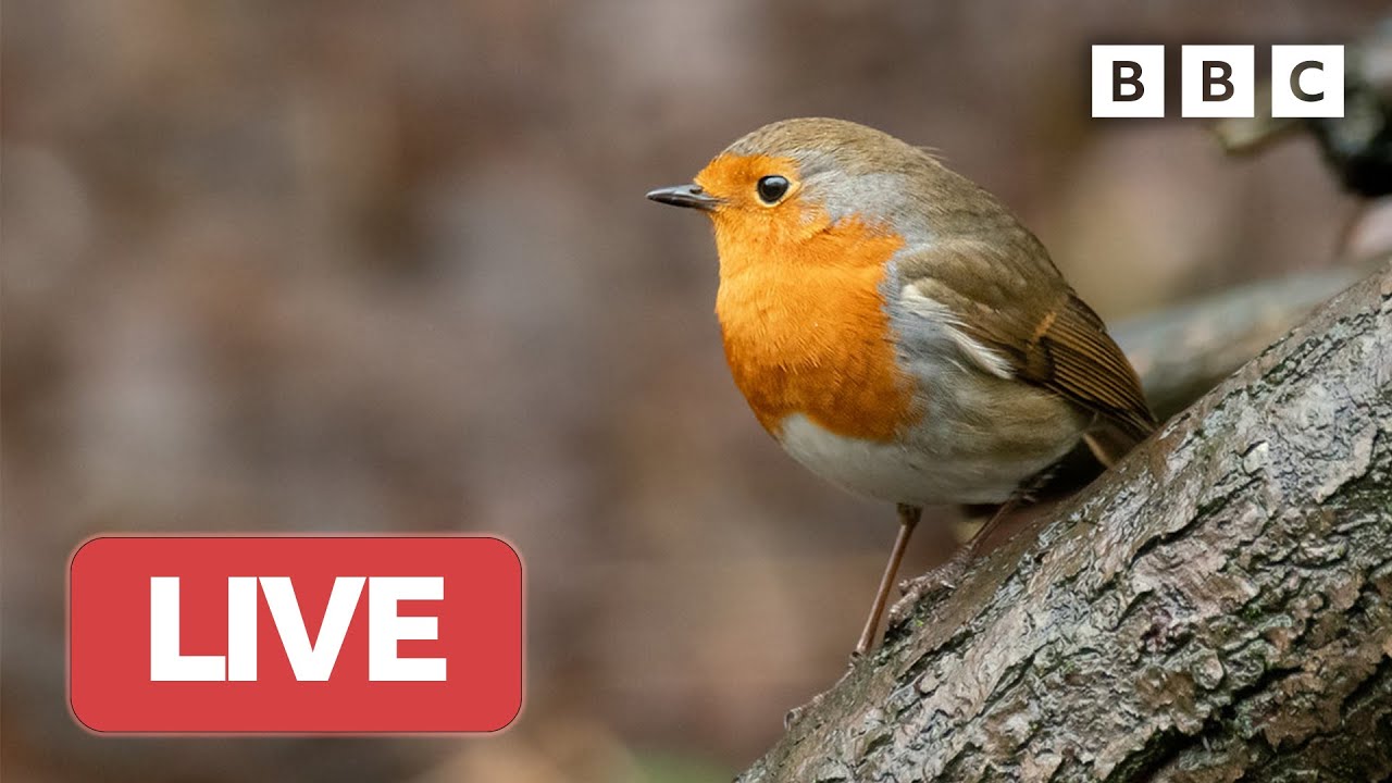 🔴 LIVE wildlife cameras 🦅 26 January ❄️ BBC Winterwatch 2023
