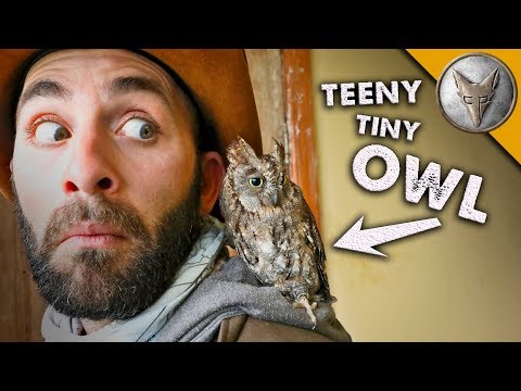 teeny tiny OWL! (o)v(o) - UC6E2mP01ZLH_kbAyeazCNdg