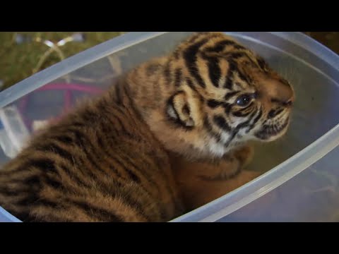 Handraising Twin Tiger Cubs | Tigers About The House | BBC - UCwmZiChSryoWQCZMIQezgTg