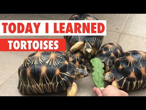 Today I Learned: Turtles/Tortoises - UCPIvT-zcQl2H0vabdXJGcpg