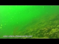 Carpes rouges  - Lutjanus Gorensis - Chasse sous-marine