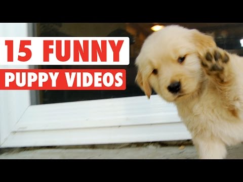 15 Funny Puppy Pet Video Compilation 2016 - UCPIvT-zcQl2H0vabdXJGcpg