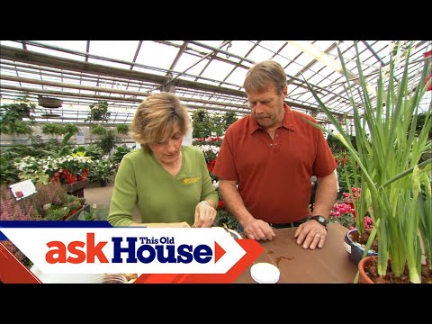 How to Select Houseplants for Your Home | Ask This Old House - UCUtWNBWbFL9We-cdXkiAuJA