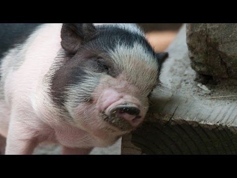 Top 10 Animals That Make Great Pets - UCaWd5_7JhbQBe4dknZhsHJg