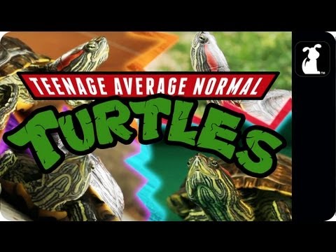 Teenage Mutant Ninja Turtles Parody - Teenage Average Normal Turtles - UCPIvT-zcQl2H0vabdXJGcpg